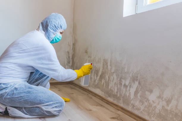 Licensed Black Mold Removal service in Bergenfield, NJ - WQB Mold Removal