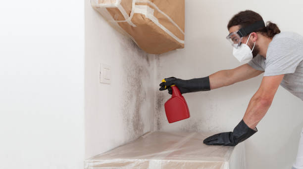 Professional Black Mold Removal technician working in Bergenfield, NJ