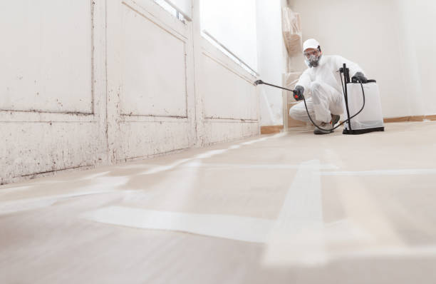 Trusted Black Mold Removal service in Bergenfield, NJ - WQB Mold Removal