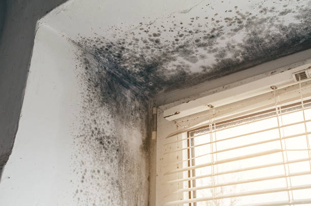 Affordable Black Mold Removal solutions in Bergenfield, NJ